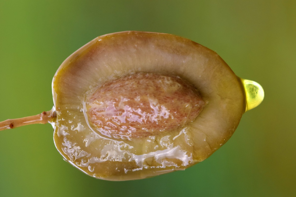 Les noyaux d'olive – In Olio Veritas